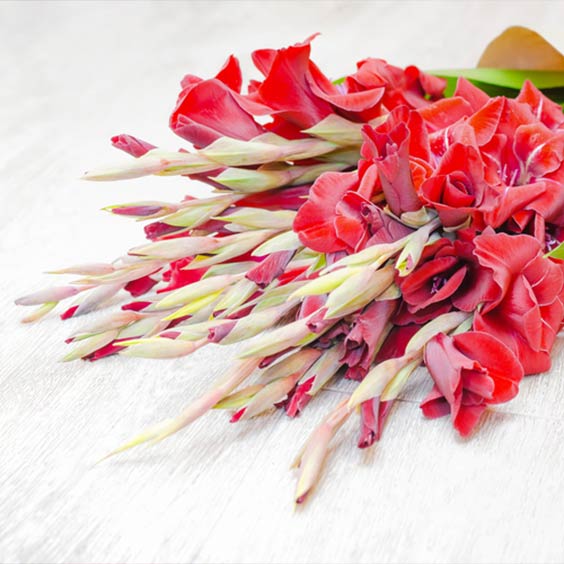 Gladiolus Bouquet